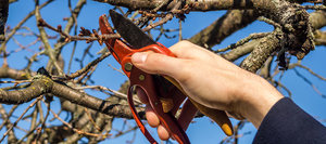 Hand mit Baumscheere beim Schneiden eines Baumes