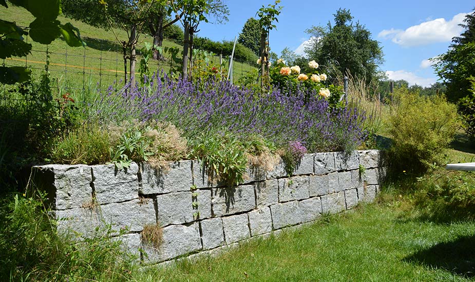Trockensteinmauer mit blühendem Lavendel, Referenz Gartenraum